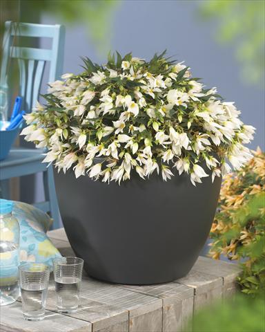 Foto fiore da  Basket vaso o aiuola Begonia boliviensis Crackling Fire® White