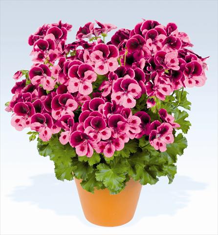 Foto fiore da  Vaso, aiuola, balcone Pelargonium grandiflorum pac® Candy Flowers Pink with Eye