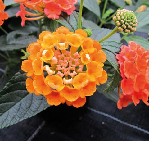 Foto fiore da  Vaso, aiuola, balcone Lantana camara Evita® Orange