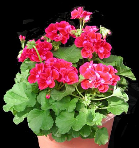 Foto fiore da  Vaso, aiuola, balcone Pelargonium zonale Amore Mio® Strawberry