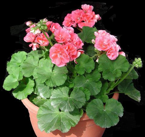 Foto fiore da  Vaso, aiuola, balcone Pelargonium zonale Sole Mio Salmon®