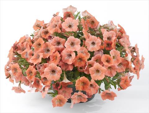 Foto fiore da  Vaso, aiuola, balcone, basket Petunia Happy® Copper