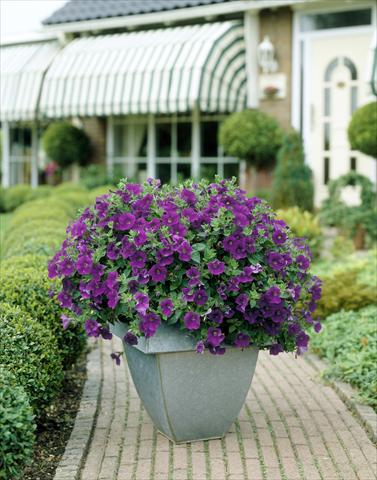 Foto fiore da  Vaso, aiuola, balcone, basket Petunia Surfinia Classic® Amethyst®