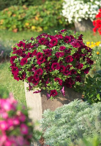 Foto fiore da  Vaso, aiuola, balcone, basket Petunia Surfinia Classic® Burgundy®