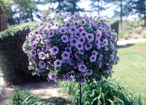 Foto fiore da  Vaso, aiuola, balcone, basket Petunia Surfinia Classic® Purple Vein Compact®