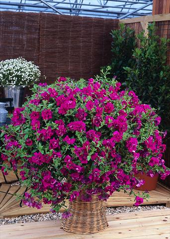 Foto fiore da  Vaso, aiuola, balcone, basket Petunia pendula Surfinia® Double Purple