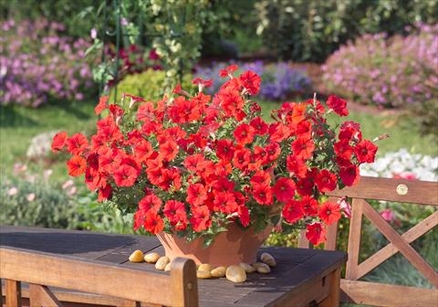 Foto fiore da  Vaso, aiuola, balcone, basket Petunia Surfinia Impulz® Red®