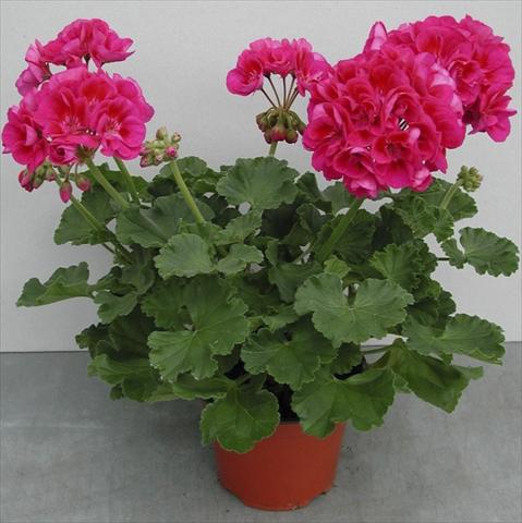 Foto fiore da  Vaso, aiuola, balcone Pelargonium zonale pac® Flower Fairy Berry®