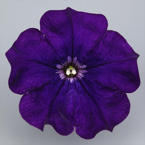 Foto fiore da  Vaso, aiuola, balcone, basket Petunia Surfinia Impulz® Violet®