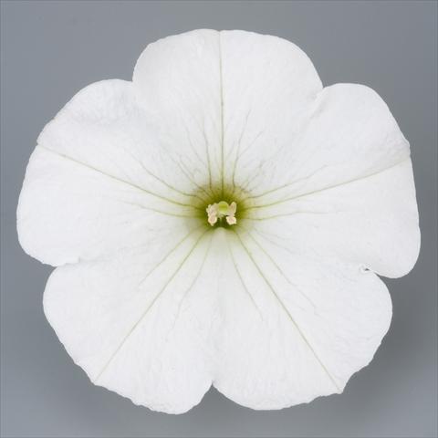 Foto fiore da  Vaso, aiuola, balcone, basket Petunia Surfinia Impulz® White®