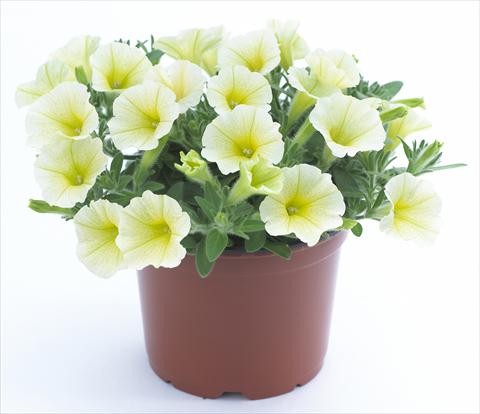 Foto fiore da  Vaso, aiuola, balcone, basket Petunia Surfinia Table® Yellow®