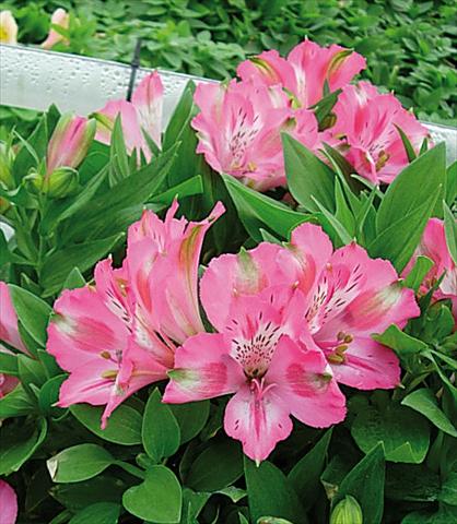 Foto fiore da  Vaso e aiola Alstroemeria Inticancha® Imala