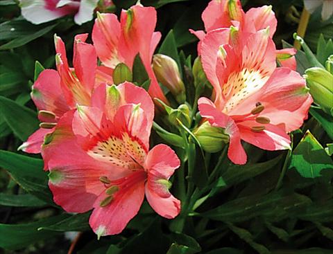 Foto fiore da  Vaso e aiola Alstroemeria Inticancha® Kanika