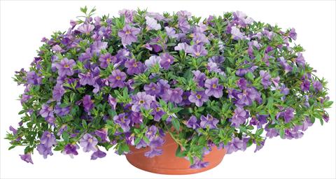 Foto fiore da  Vaso, aiuola, balcone, basket Calibrachoa Lindura® fides® Light Blue