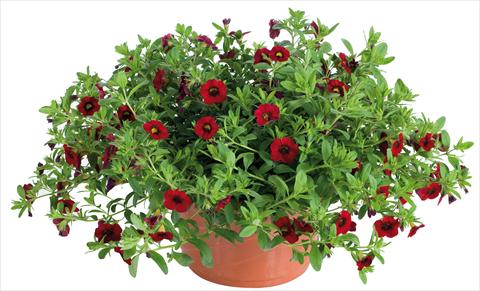 Foto fiore da  Vaso, aiuola, balcone, basket Calibrachoa Lindura® fides® Red