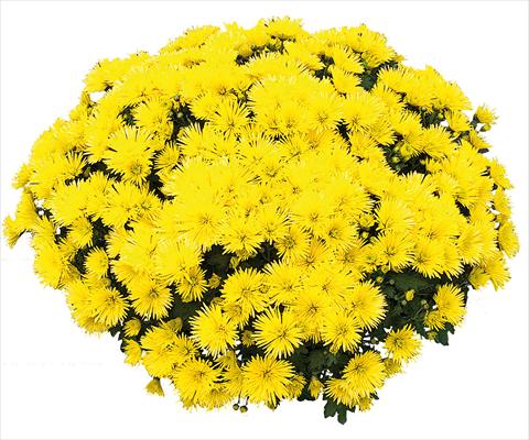 Foto fiore da  Vaso e aiola Chrysanthemum Vinci Jaune