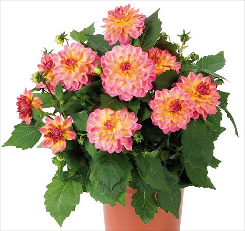 Foto fiore da  Vaso e aiola Dahlia Dahlinova® Hypnotica fides® Rose Bicolor