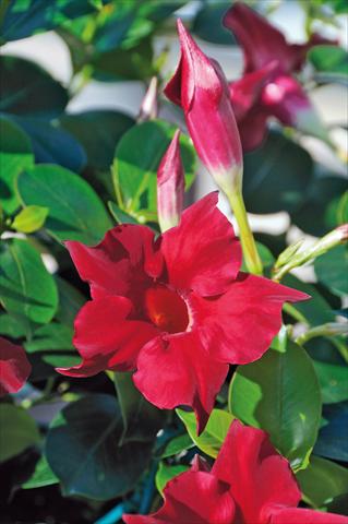 photo of flower to be used as: Patio, pot Dipladenia Diamantina® Jade Scarlet 203
