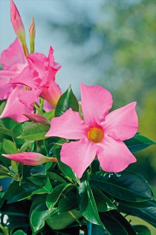 Foto fiore da  Balcone, vaso Dipladenia Diamantina® Opale Fuchsia Flamme 402